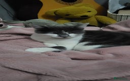 American Shorthair cats for sale: Zelda - Image 1