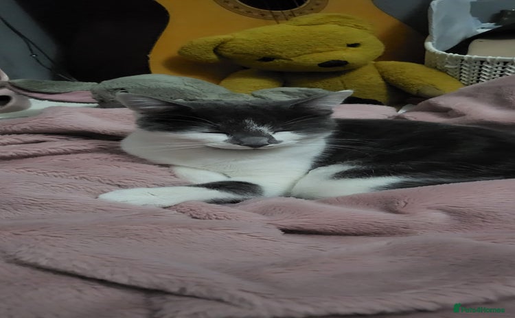 American Shorthair cats for sale - Advert 2