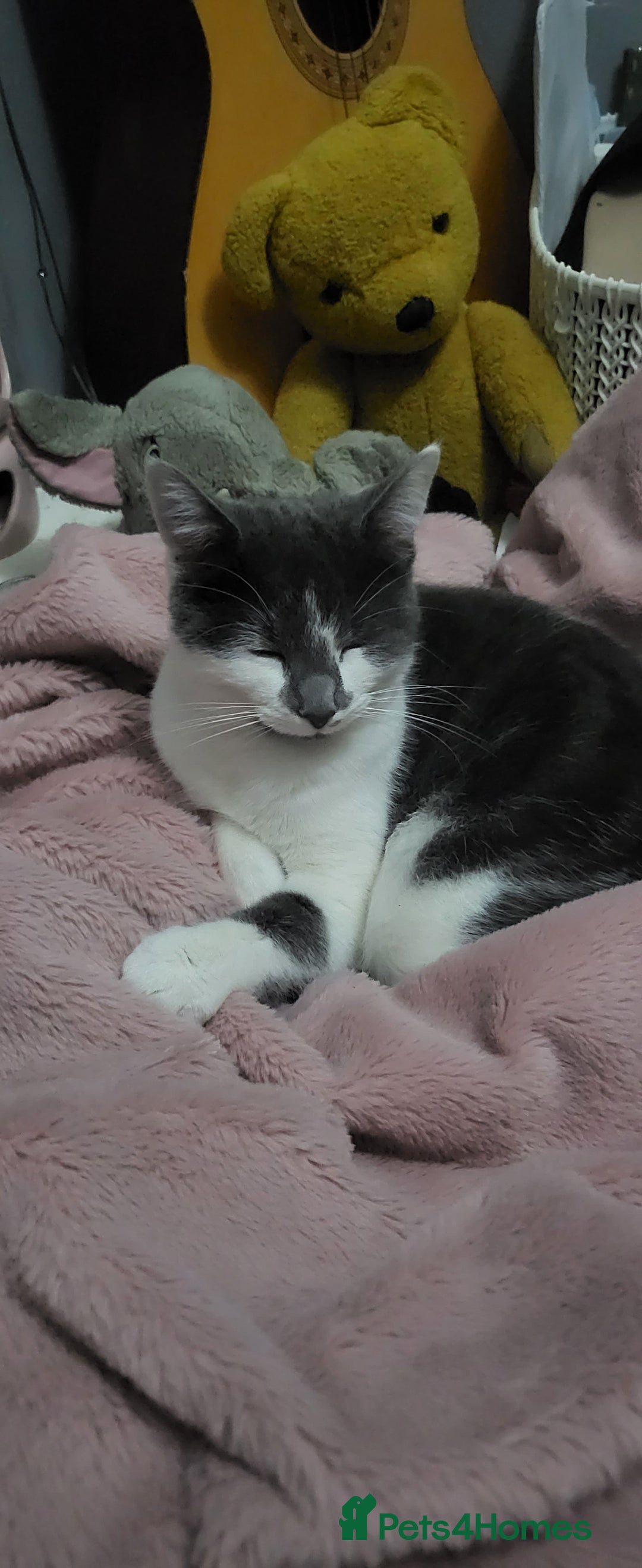 American Shorthair cats for sale: Zelda - Image 1