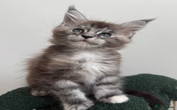Maine Coon cats for sale: Ready for reservation 🥰 - Image 11
