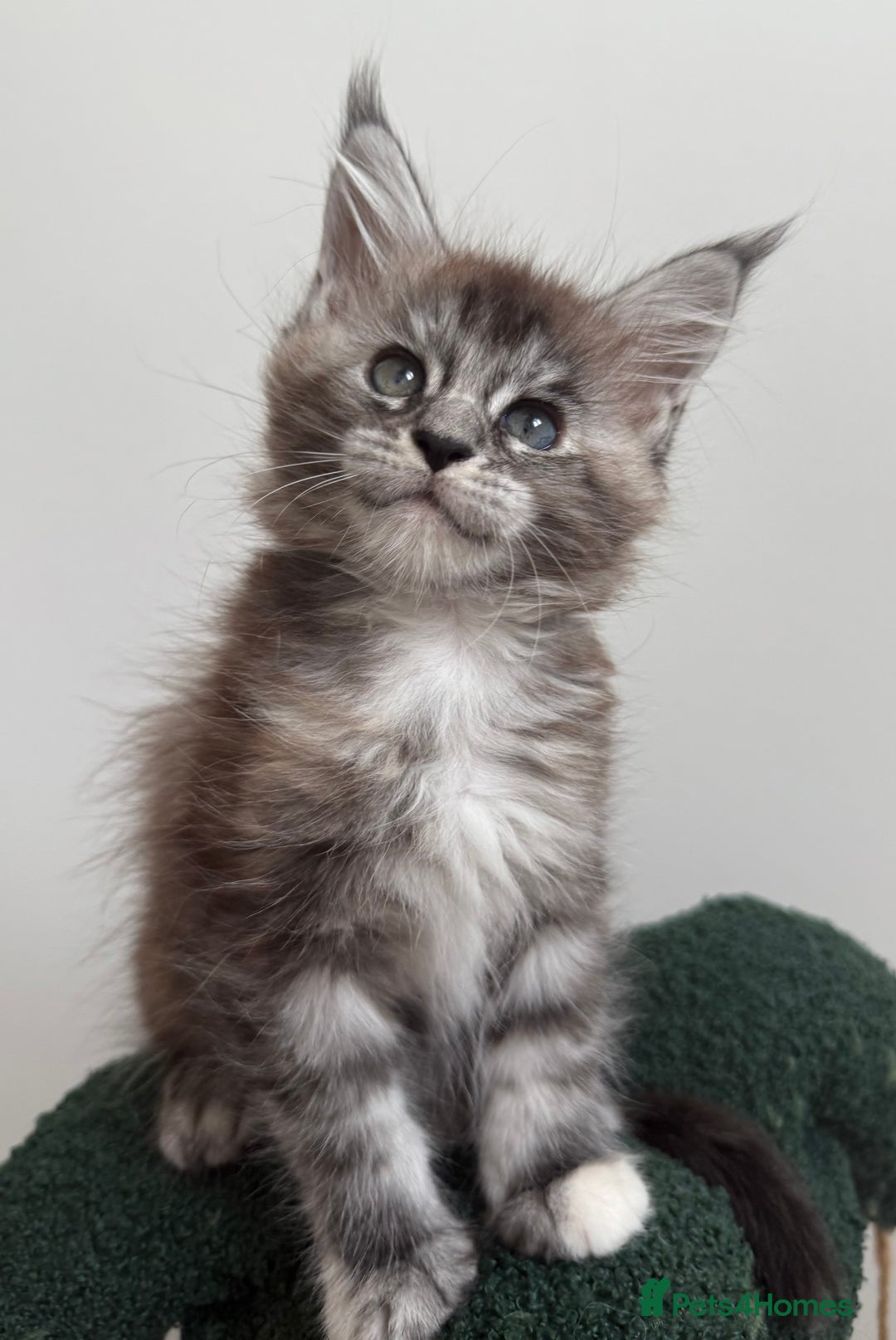 Maine Coon cats for sale: Ready for reservation 🥰 - Image 11