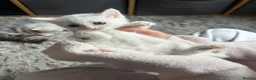 Mixed Breed cats for sale: Half Maine coon kittens  - Advert 25
