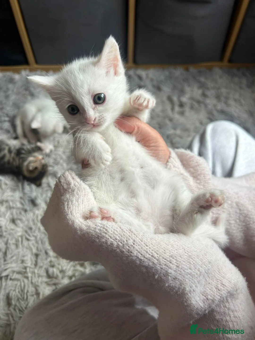 Mixed Breed cats for sale: Half Maine coon kittens  - Advert 25