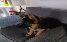 German Shepherd dogs for sale: German shepherd bicth - Image 1