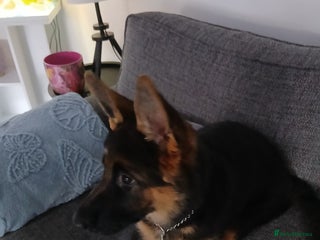 German Shepherd dogs - Advert 7