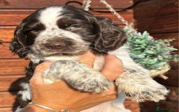 Cocker Spaniel dogs for sale: Show type cocker spaniel puppies  - Image 1