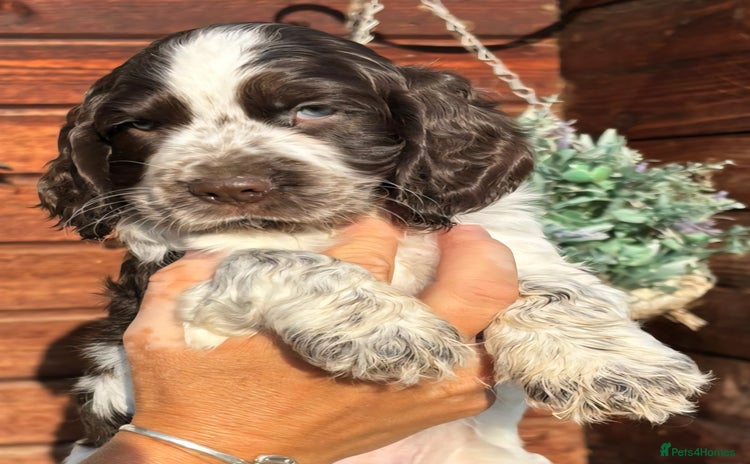 Cocker Spaniel dogs - Advert 2