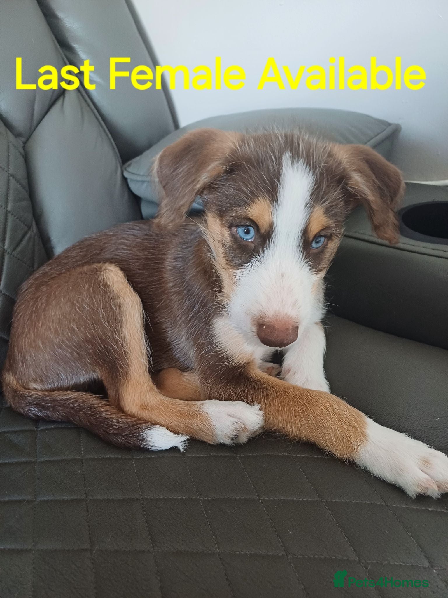 Mixed Breed dogs **STUNNING HUSKYDOODLES**LAST 1 READY TO LEAVE  - Advert 6