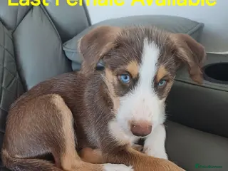 Mixed Breed dogs **STUNNING HUSKYDOODLES**LAST 1 READY TO LEAVE - Advert 6