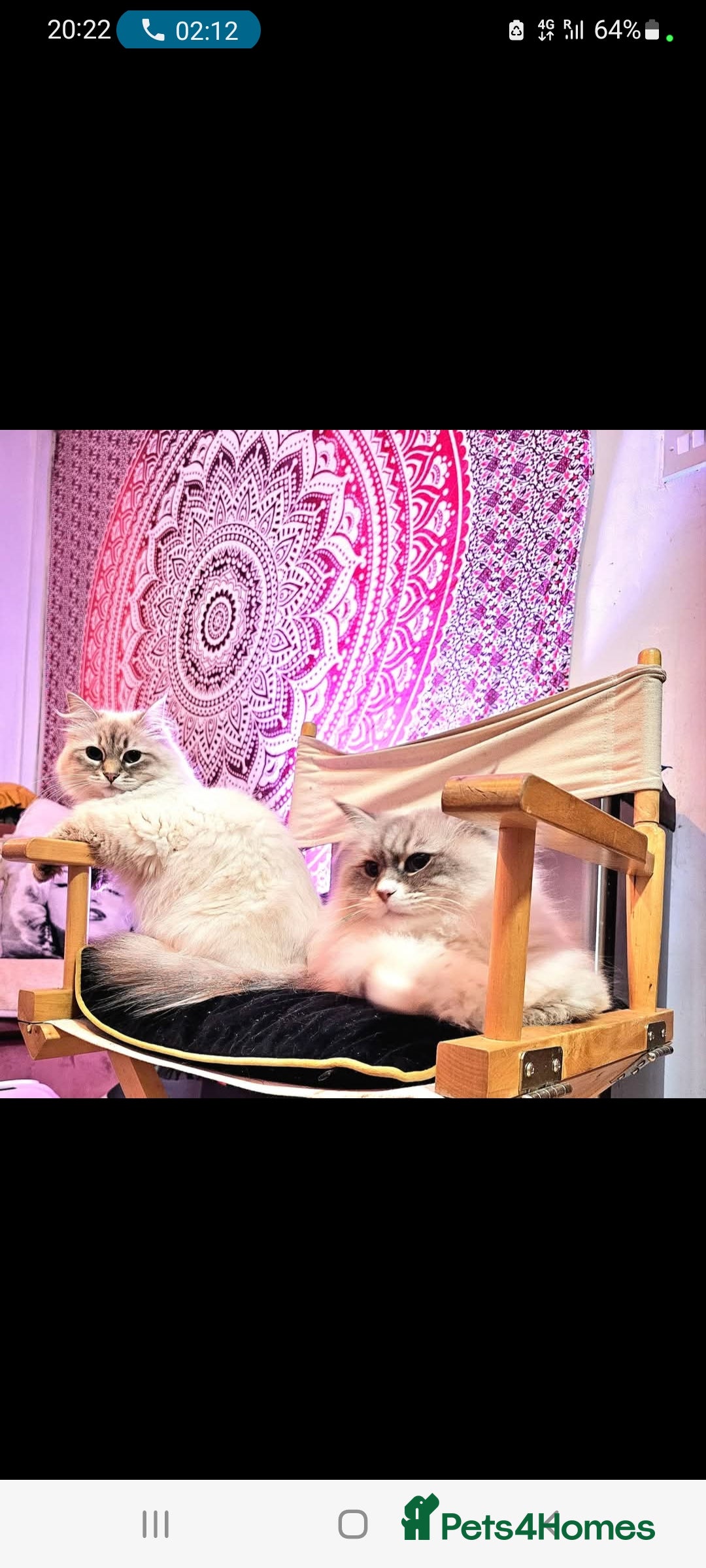 Siberian cats for sale: Siberuan Mum+Daughter - Image 5