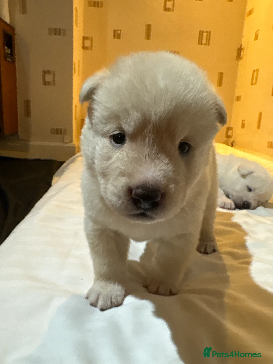 Japanese Akita Inu dogs for sale: 6 cute puppies in Birmingham - Advert 2