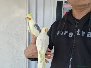 Cockatiels birds Super hand tamed cockatiel for sale - Advert 8