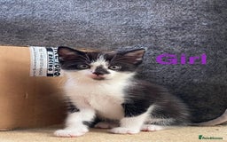 Maine Coon cats for sale: MaineCoon Cross Kittens - Image 2