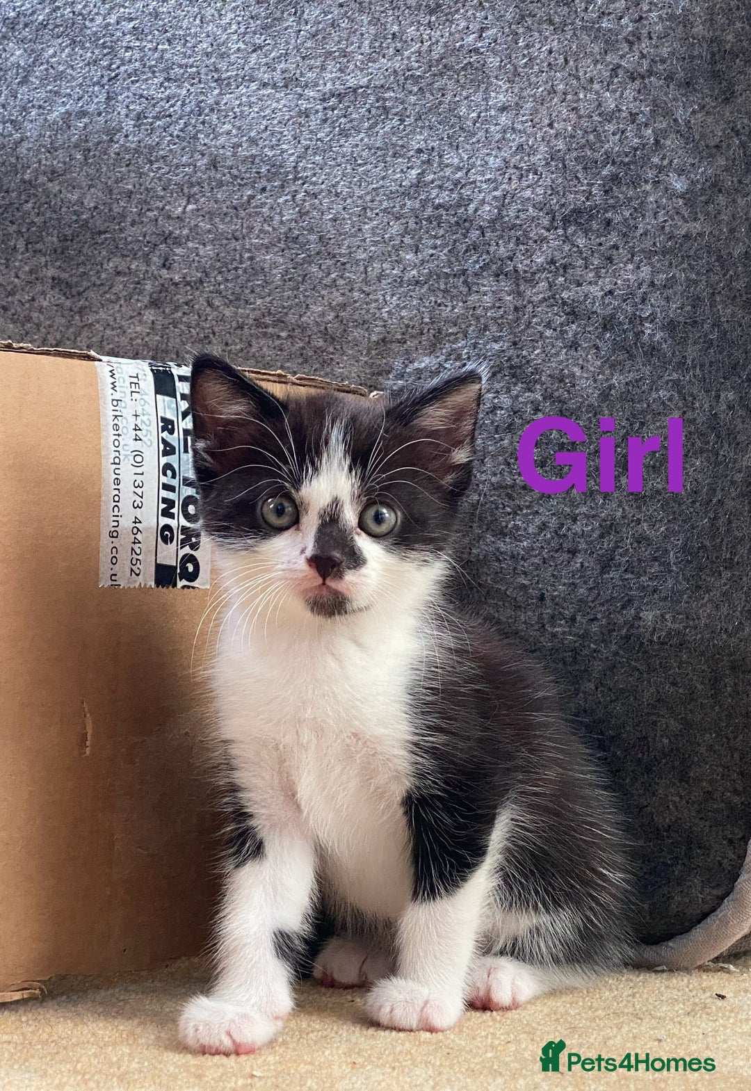Maine Coon cats for sale: MaineCoon Cross Kittens - Image 2