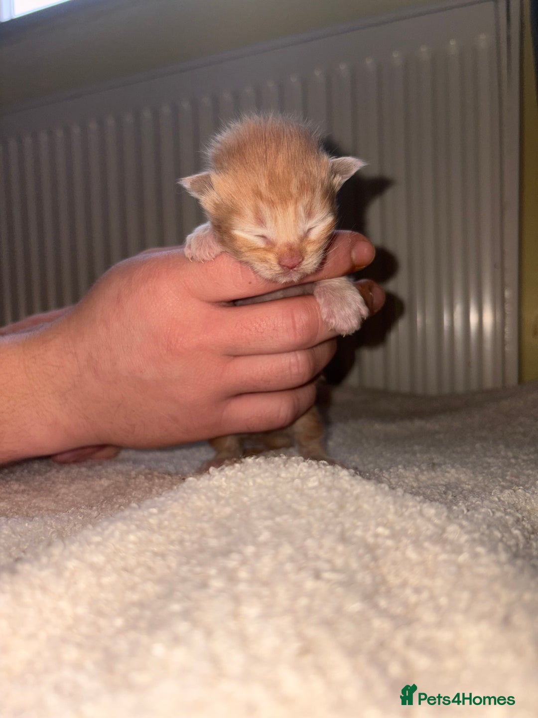 Mixed Breed cats for sale: Maincoons x - Advert 3