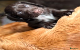 Cocker Spaniel dogs for sale:   KC Registered cocker spaniel 🐾🐾🐾🐾🐾🐾🐾🐾 - Image 3