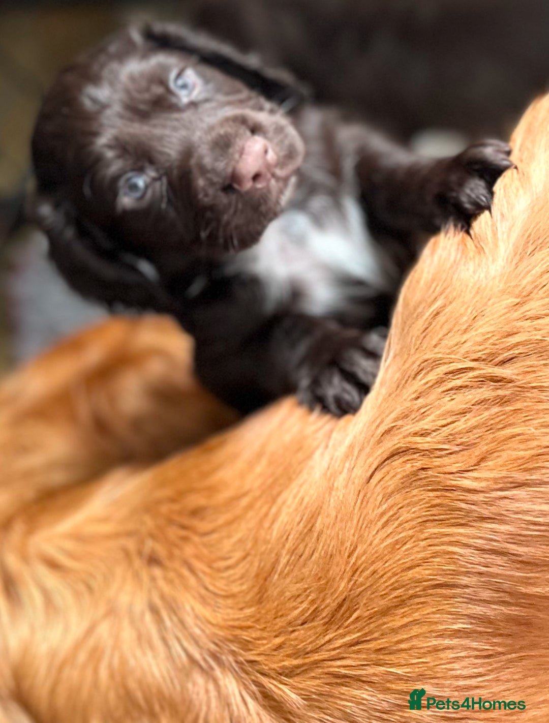 Cocker Spaniel dogs for sale:   KC Registered cocker spaniel 🐾🐾🐾🐾🐾🐾🐾🐾 - Image 3