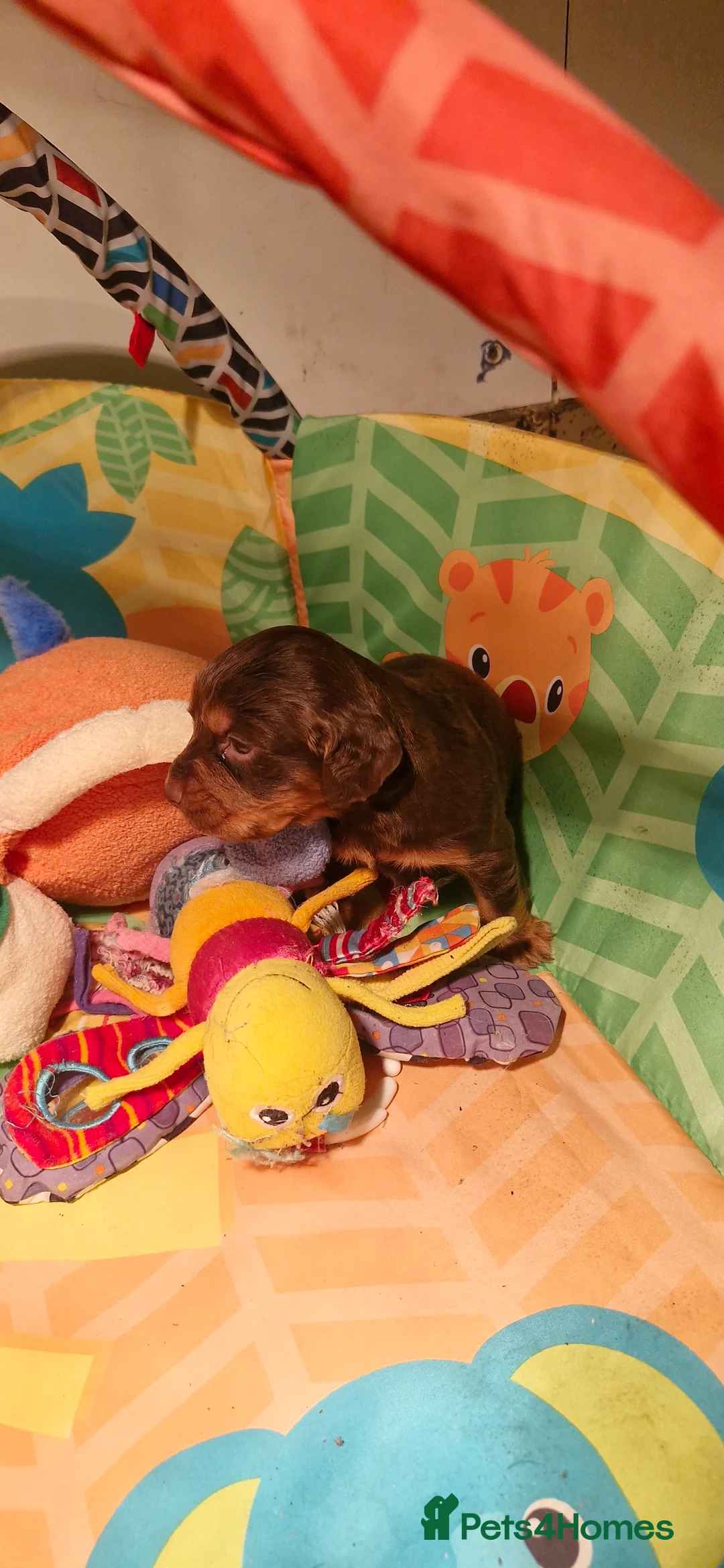 Cocker Spaniel dogs for sale: COCKER SPANIEL PUPPIES - Advert 7