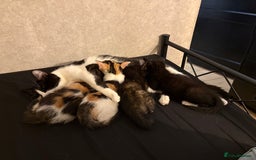 Domestic Shorthair cats for sale: 2 beautiful kittens  - Image 2