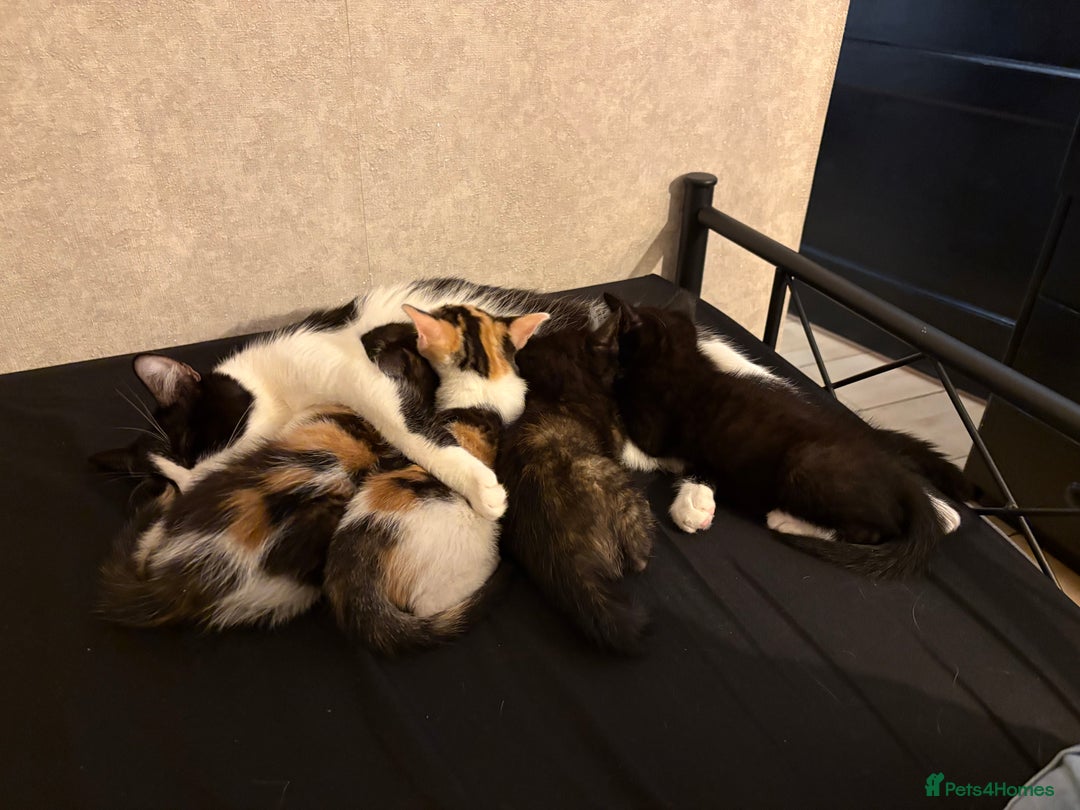 Domestic Shorthair cats for sale: 2 beautiful kittens  - Image 2