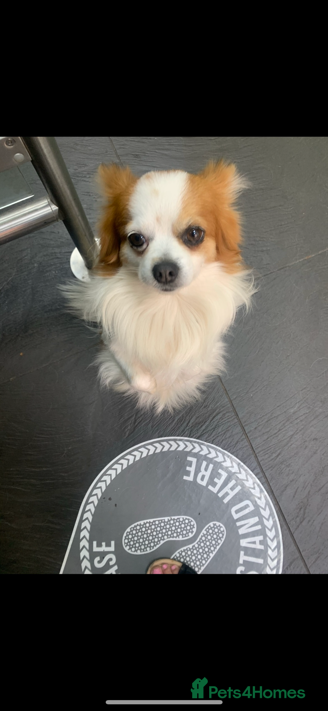 Chihuahua dogs for stud: Long haired party chihuahua  - Advert 12