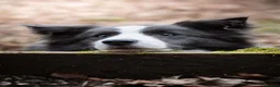 Border Collie dogs for sale: Show Quality KC Reg Border Collie Puppies  - Advert 26