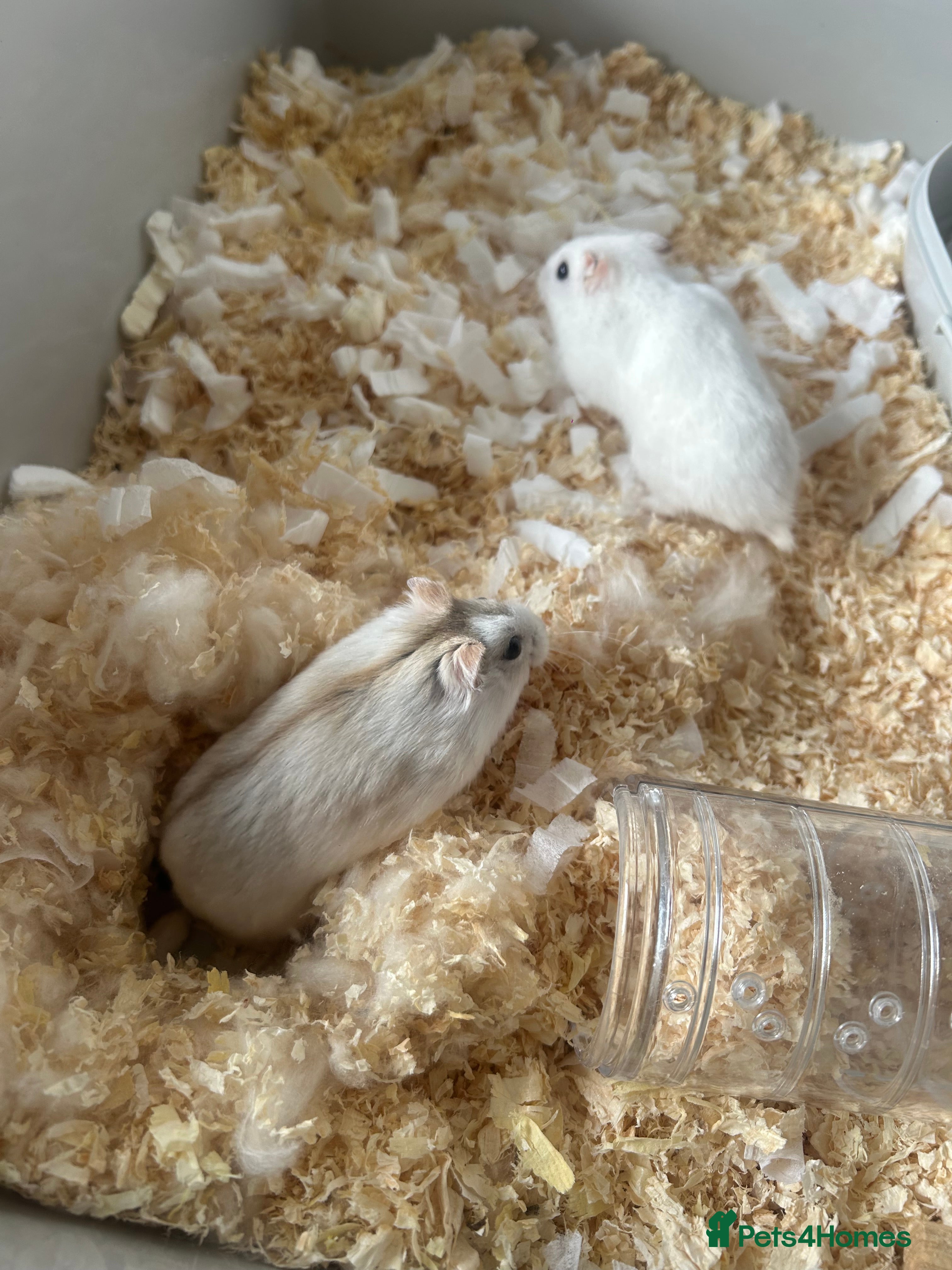 Hamster rodents Dwarf hamsters  in Huddersfield - Advert 13