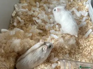 Hamster rodents Dwarf hamsters in Huddersfield - Advert 13