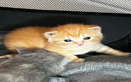 British Shorthair cats for sale: Beautiful pedigree bsh kittens  - Image 12