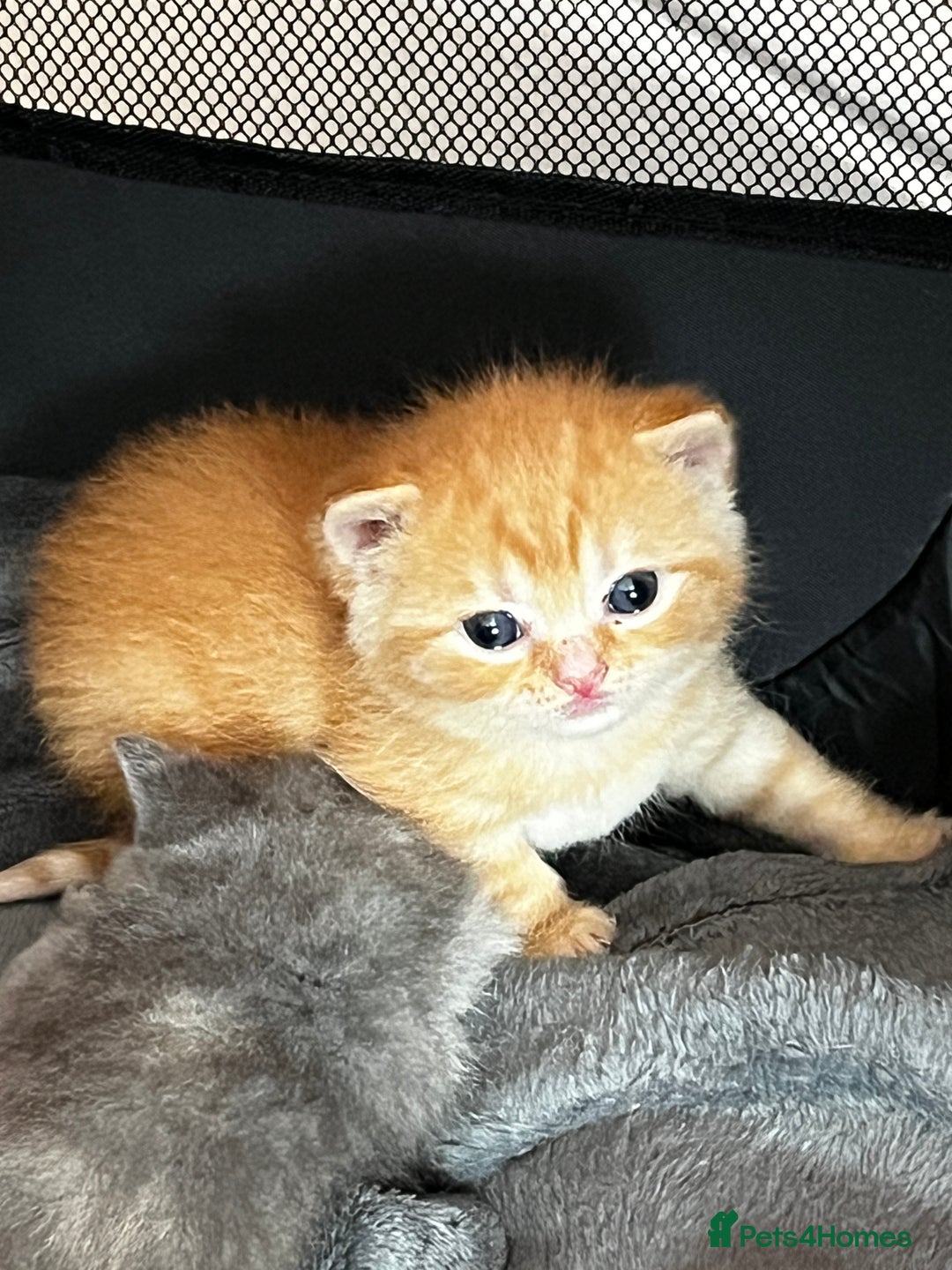 British Shorthair cats for sale: Beautiful pedigree bsh kittens  - Image 12