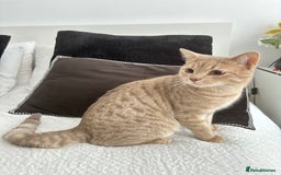 British Shorthair cats for sale: British short hair/ bengal mixed breed - Image 3