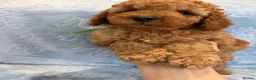 Toy Poodle dogs for sale: Beautiful health tested toy poodles  - Advert 13