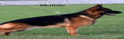 German Shepherd dogs for sale: Show quality German Shepherd Puppies  - Advert 13