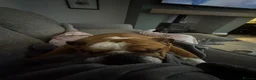 English Bulldog dogs for sale: Missy- English bulldog - Advert 9