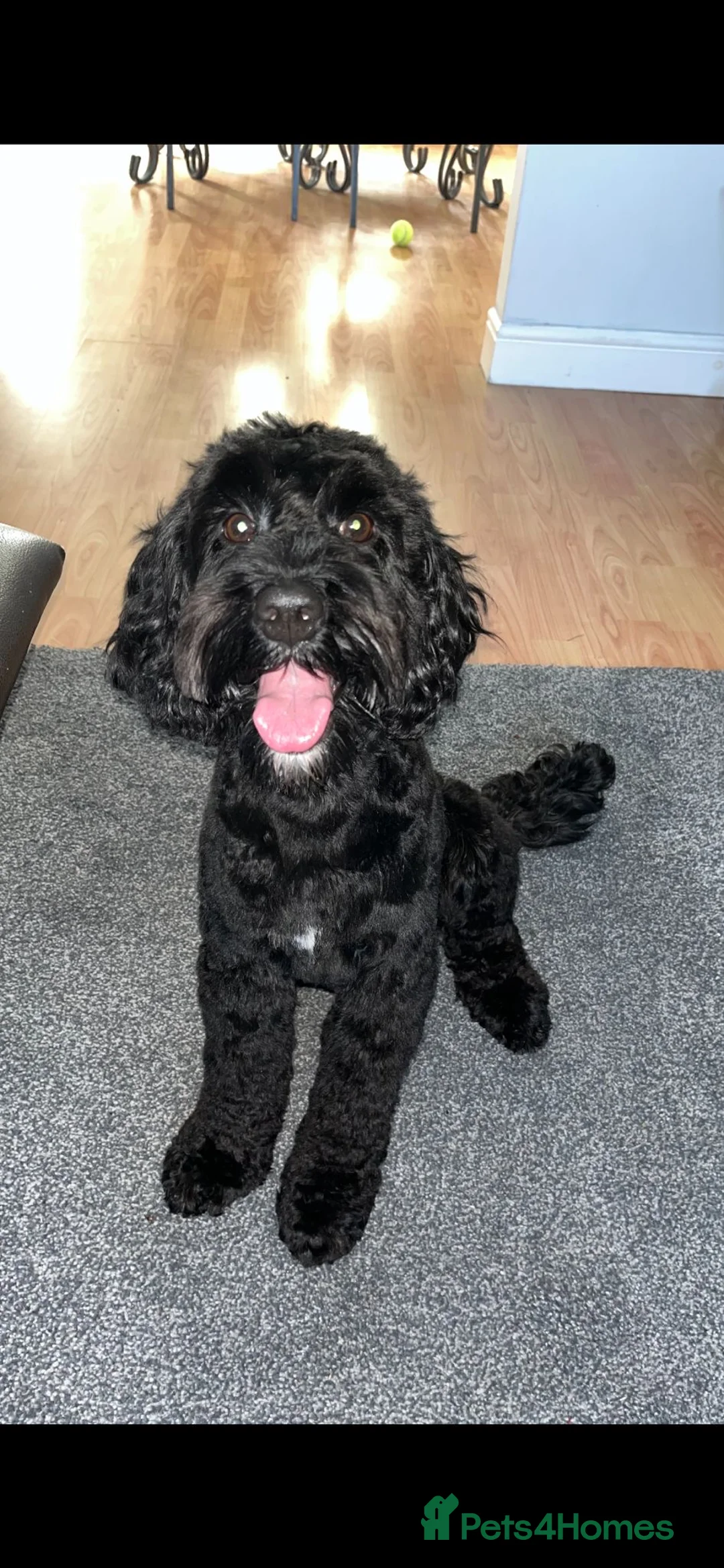 Cockapoo dogs for stud: Reggie (cockapoo stud) - Advert 2