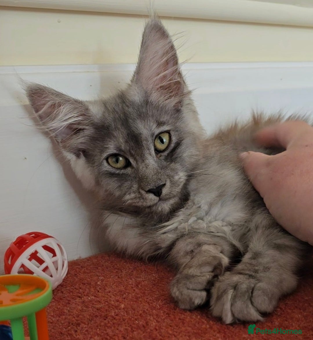 Maine Coon cats for sale: Maine Coon Kittens READY NOW - Image 7