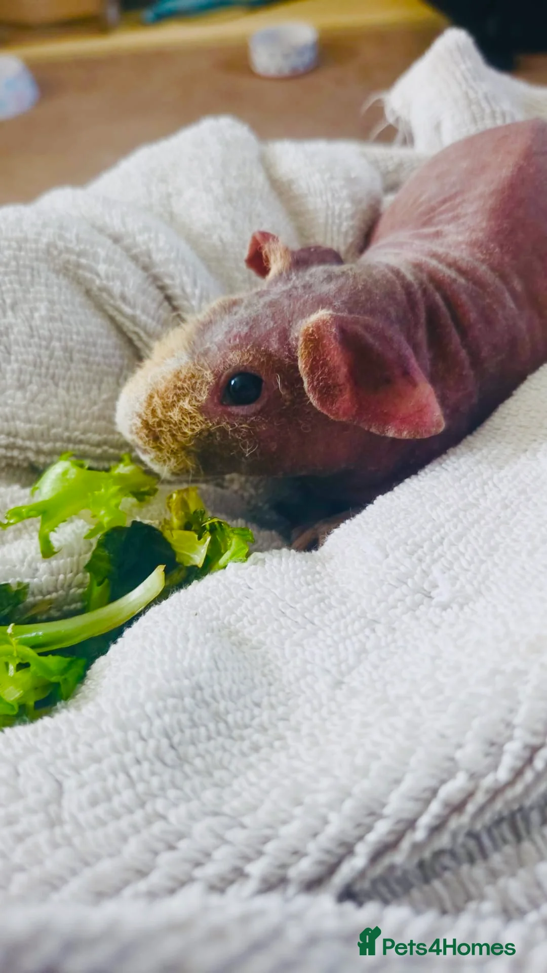 Guinea Pig rodents for sale: 2 female skinny pigs  - Advert 4