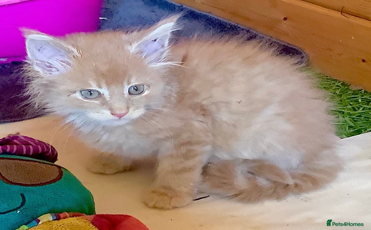 Maine Coon cats - Advert 14