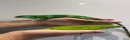Iguana reptiles for sale: fiji Iguana pair  - Advert 1