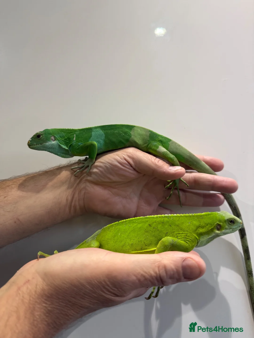 Iguana reptiles for sale: fiji Iguana pair  - Advert 1