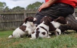 English Springer Spaniel dogs for sale: 2 Lovely Male Springer Spaniels - Image 18