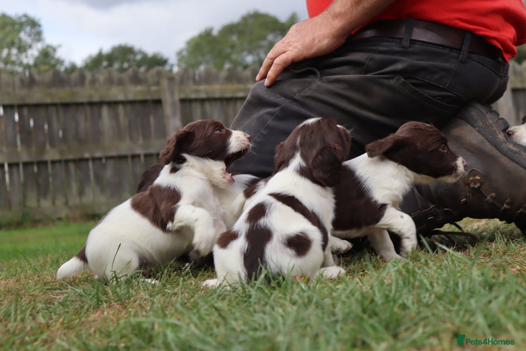 English Springer Spaniel dogs for sale: 2 Lovely Male Springer Spaniels - Image 18