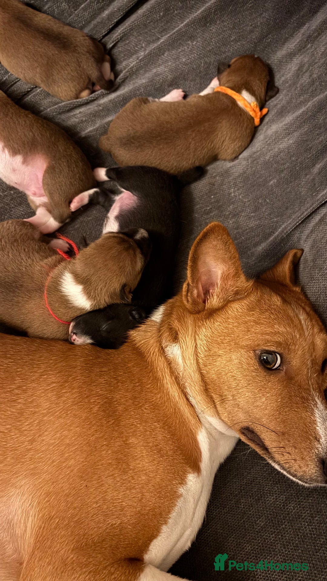 Basenji dogs for sale: Basenji puppies  - Advert 9