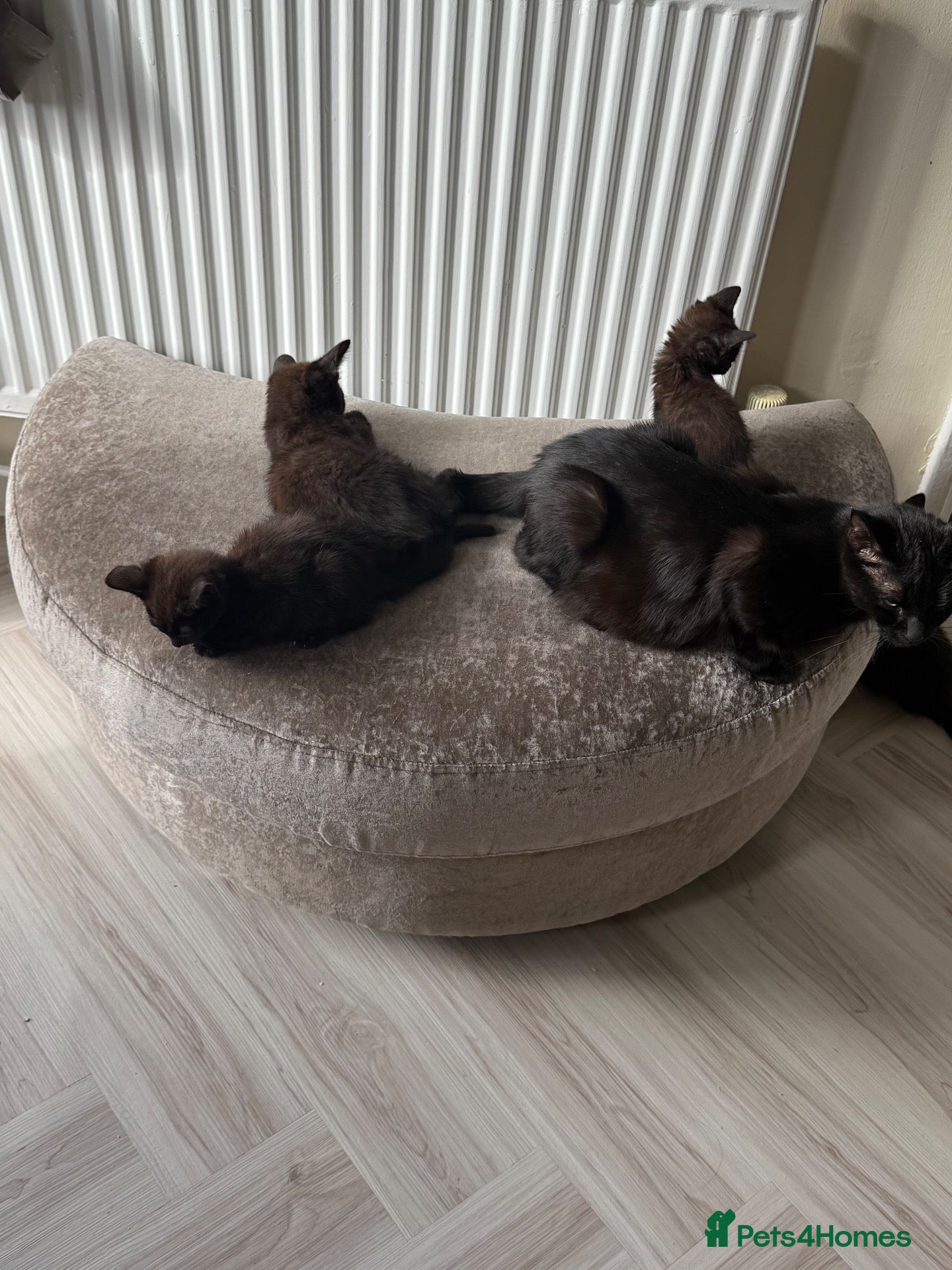 Mixed Breed cats 13 week old mixed litter of gorgeous black kittens - Advert 11