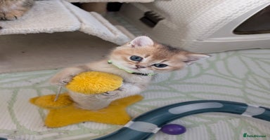 Scottish Fold cats 🥰Tica registered kitties for loving homes 💗 - Advert 3