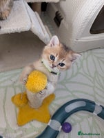 Scottish Fold cats 🥰Tica registered kitties for loving homes 💗 - Advert 3