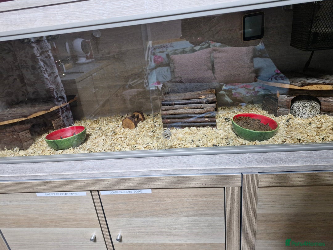 Pygmy Hedgehog rodents for sale: Pygmy Hedgehog  - Advert 2