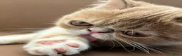 Exotic cats for sale: STUNNING EXOTIC SHORTHAIR MALE  - Advert 4
