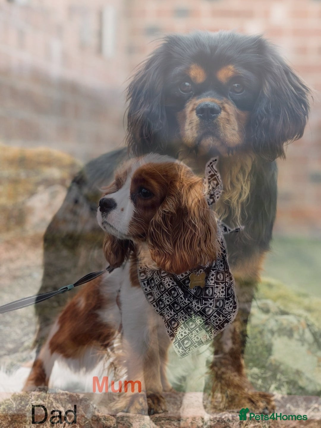 Cavalier King Charles Spaniel dogs for sale: 🫶🏻 Cavalier King Charles 🐶 - Image 22