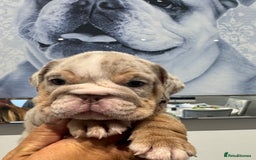 English Bulldog dogs for sale: English bulldog puppies  - Image 10